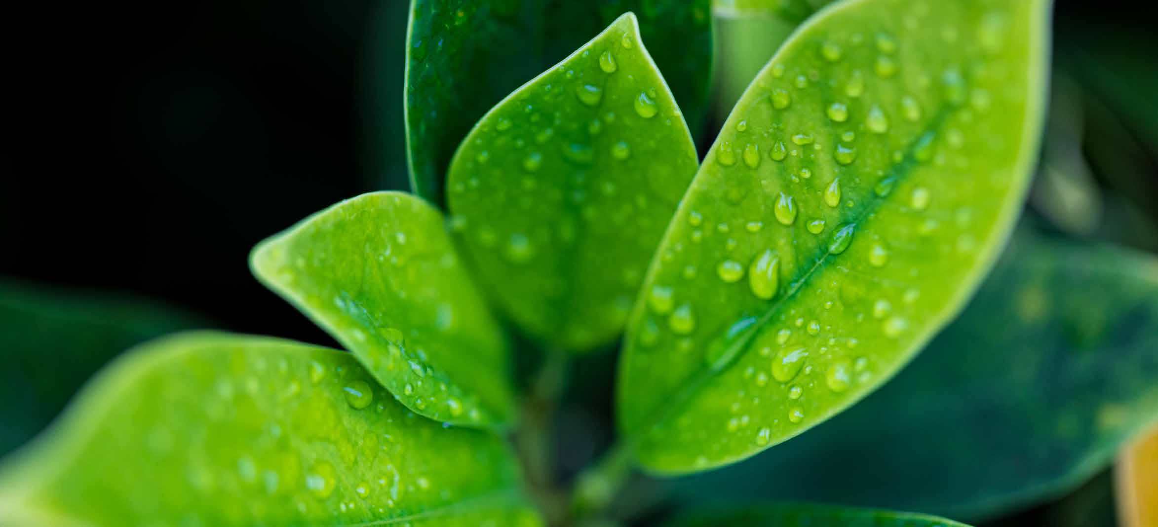 Sustainability